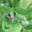 Portraitfoto Cynoglossum officinale