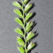 Blütenfoto Cynosurus cristatus