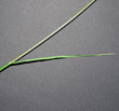 Blätterfoto Cynosurus cristatus