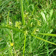 Portraitfoto Cyperus eragrostis