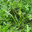 Blätterfoto Cyperus eragrostis
