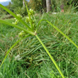 Stängel-/Stammfoto Cyperus eragrostis