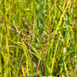 Portraitfoto Cyperus esculentus