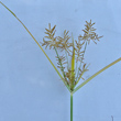 Foto Kelch Cyperus esculentus