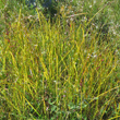 Habitusfoto Cyperus esculentus