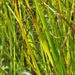 Bl&auml;tterfoto Cyperus esculentus