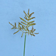 Bl&uuml;tenfoto Cyperus esculentus
