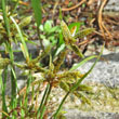 Portraitfoto Cyperus flavescens
