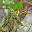 Blütenfoto Cyperus flavescens