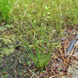 Habitusfoto Cyperus flavescens