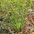 Stängel-/Stammfoto Cyperus flavescens