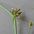 Blütenfoto Cyperus fuscus