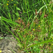 Portraitfoto Cyperus longus