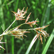 Blütenfoto Cyperus longus