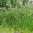 Habitusfoto Cyperus longus