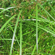 Blätterfoto Cyperus longus