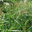 Foto von Besonderheit Cyperus longus
