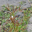 Portraitfoto Cyperus rotundus