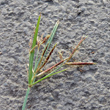 Bl&uuml;tenfoto Cyperus rotundus