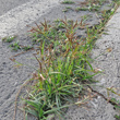 Habitusfoto Cyperus rotundus