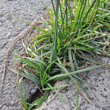 Bl&auml;tterfoto Cyperus rotundus