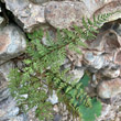 Habitusfoto Cystopteris fragilis