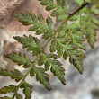 Blütenfoto Cystopteris fragilis