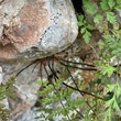 Stängel-/Stammfoto Cystopteris fragilis