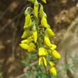 Portraitfoto Cytisus nigricans