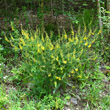 Habitusfoto Cytisus nigricans