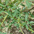 Blätterfoto Cytisus nigricans