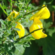 Portraitfoto Cytisus scoparius