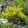 Habitusfoto Cytisus scoparius