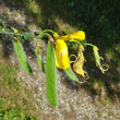 Fruchtfoto Cytisus scoparius