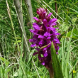 Portraitfoto Dactylorhiza cruenta