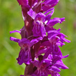 Blütenfoto Dactylorhiza cruenta