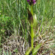 Foto von Besonderheit Dactylorhiza cruenta