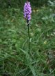 Habitusfoto Dactylorhiza maculata ssp. fuchsii