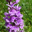 Foto von Besonderheit Dactylorhiza maculata ssp. fuchsii