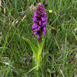 Habitusfoto Dactylorhiza incarnata