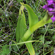 Blätterfoto Dactylorhiza incarnata