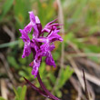 Portraitfoto Dactylorhiza lapponica