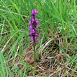 Habitusfoto Dactylorhiza lapponica