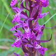 Foto von Besonderheit Dactylorhiza lapponica