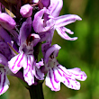 Portraitfoto Dactylorhiza maculata ssp. fuchsii