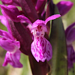 Portraitfoto Dactylorhiza majalis