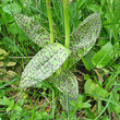 Blätterfoto Dactylorhiza majalis