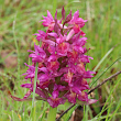 Foto von Besonderheit Dactylorhiza sambucina