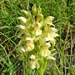 Blütenfoto Dactylorhiza sambucina