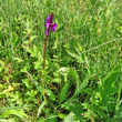 Habitusfoto Dactylorhiza traunsteineri